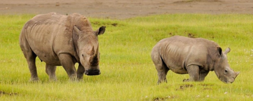 rhino at Lake Nakuru - @lake nakuru national park