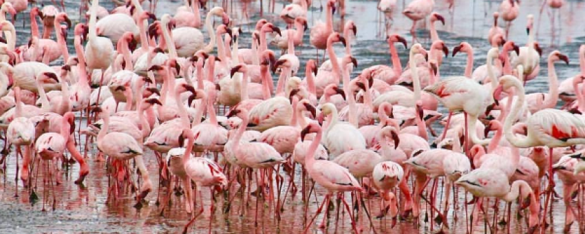 flamingoes - @lake nakuru national park
