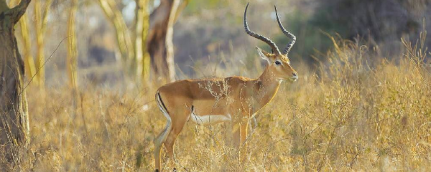 antelope - @LAKE NAKURU NATIONAL PARK