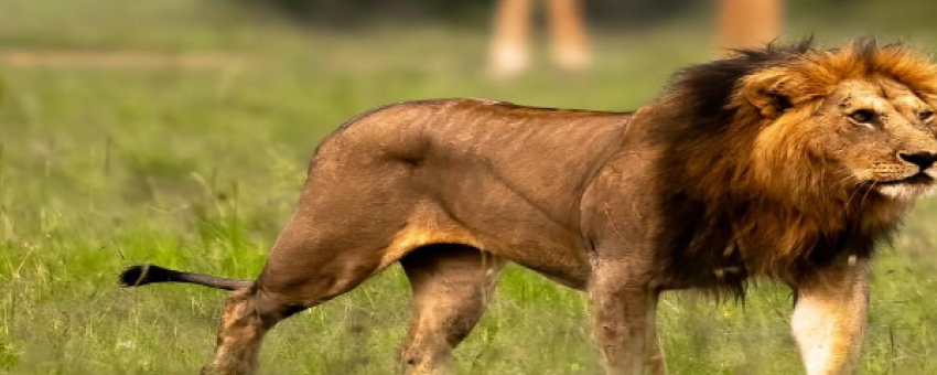 lion - @masai mara national reserve