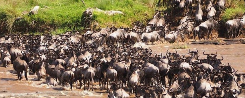 migration - @masai mara national reserve