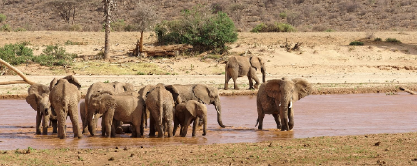 elephants in samburu - @samburunationalreserve