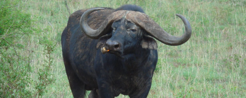 buffalo - @lumoconservancy