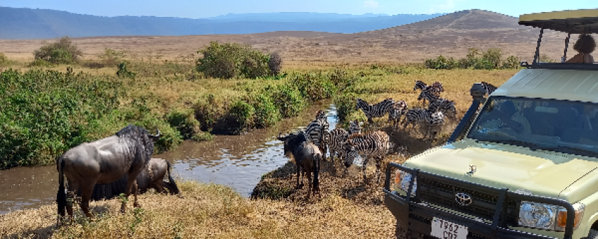 Ngorongoro - LAND SAVANNAH