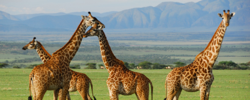 Ngorongoro - land savannah