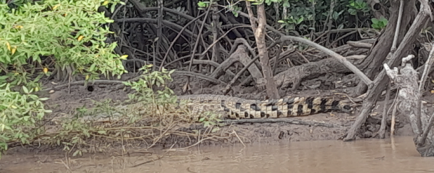 Crocodile in Ramisi River - My photo