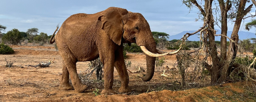 Elephant in Tsavo East - My photo