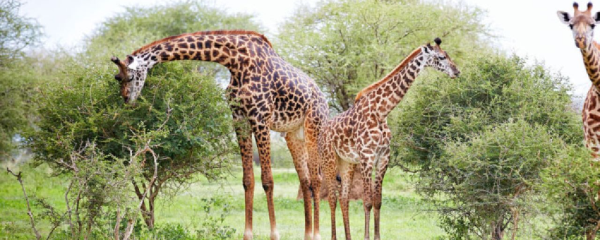 Safari - Classique - Tanzanie - African Scenic Safaris
