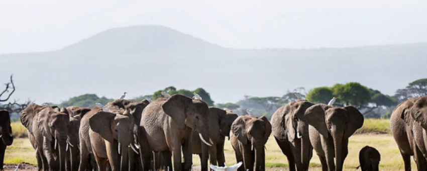 Safari - Classique - Tanzanie1 - African Scenic Safaris