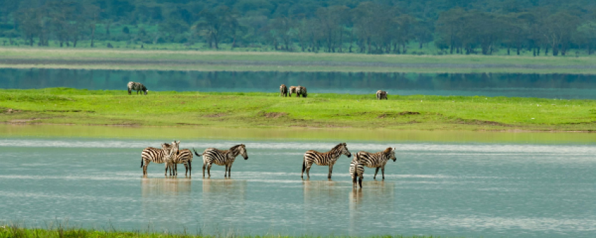Safari- Classique - Tanzanieé - African Scenic Safaris