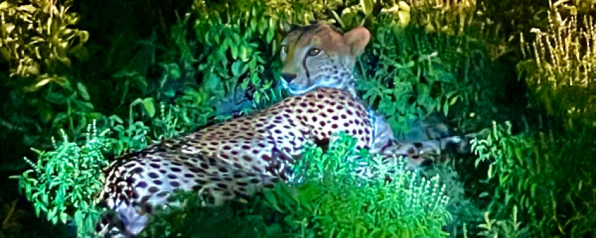 Leopard Relaxation - My photo