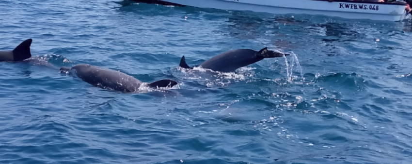 Dolphins spotting - My photo