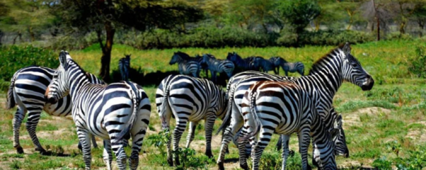 Safari Short and Sweet - African Scenic Safaris