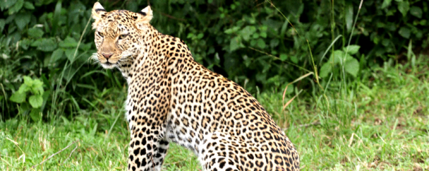 Leopard - Birding and Educational Tours