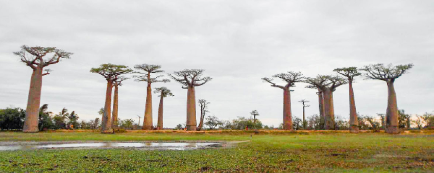 Allée des baobabs - Allée des baobabs