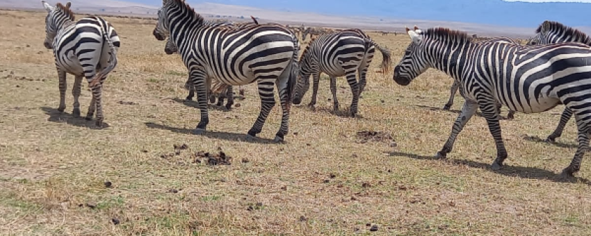 Tanzania Wildlife Safari - Real Life Adventure Travel