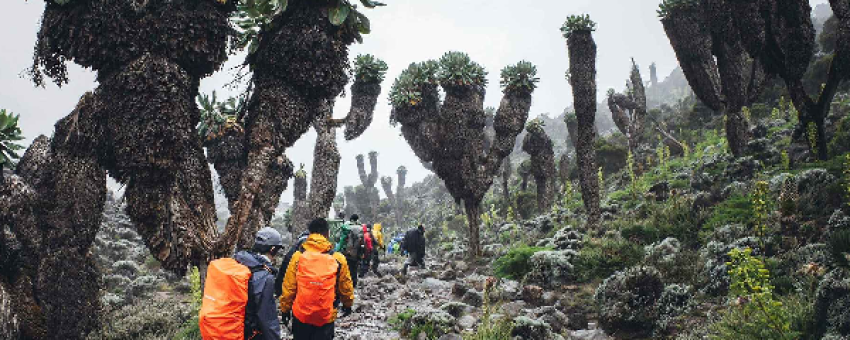 Kilimanjaro day hike - Real Life Adventure Travel