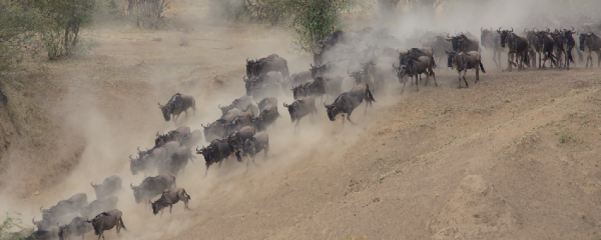 Serengeti Wildebeest Migration - Real Life Adventure Travel
