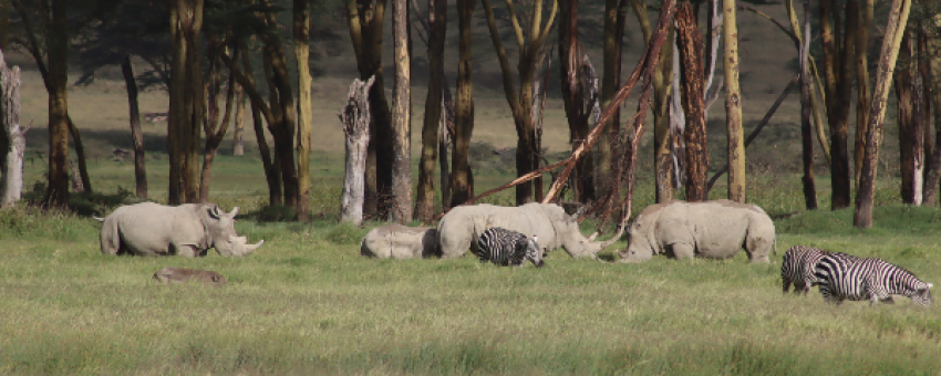 Rhinos dans le parc du lac Nakuru - Kiboko Tours