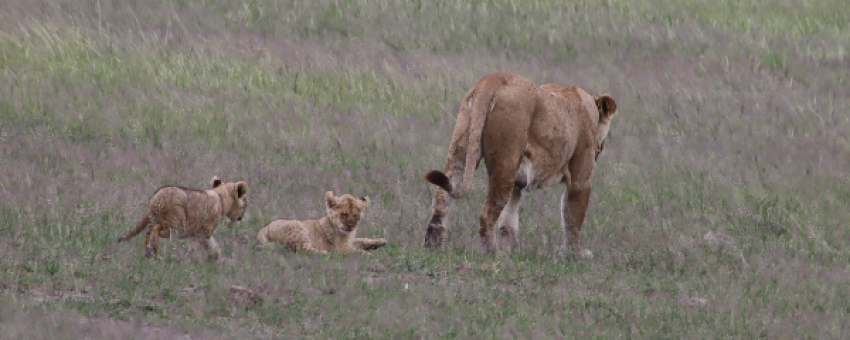 Lionne avec ses petits dans le Masai Mara - Kiboko Tours