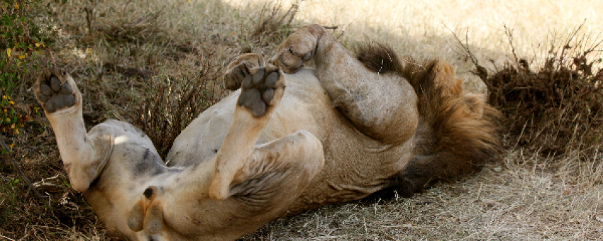 Lion at Masai Mara National Reserve. - Kiboko Tours and Travel.