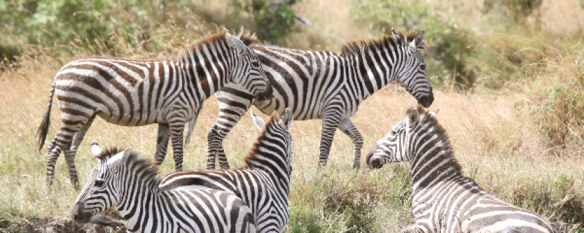 Zebras at Masai Mara National Reserve. - Kiboko Tours and Travel.