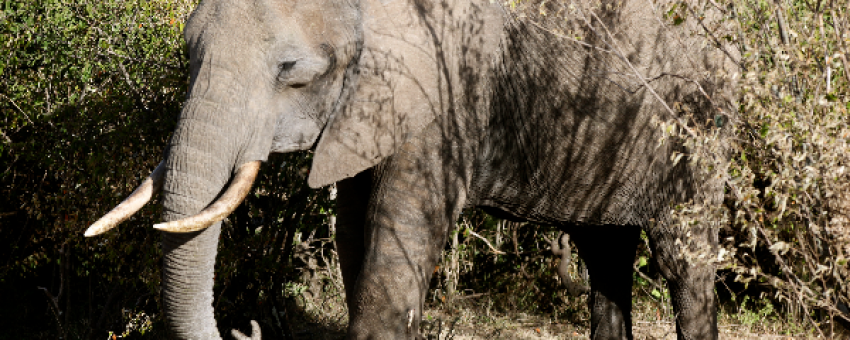 Éléphant dans la réserve nationale du Masai Mara. - Kiboko Tours  and Travel.