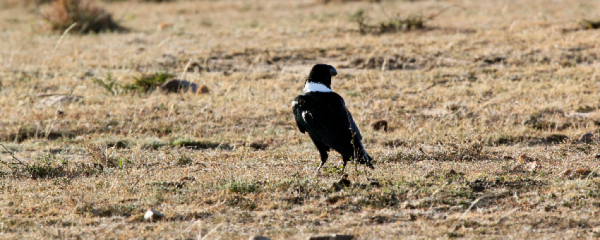 Corbeau à col blanc dans la réserve nationale du Masai Mara. - Kiboko Tours and Travel.