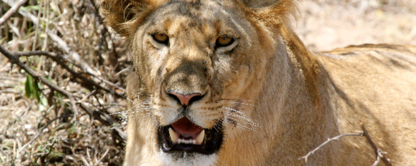 Lion dans la réserve nationale d'Amboseli. - Kiboko Tours and Travel.