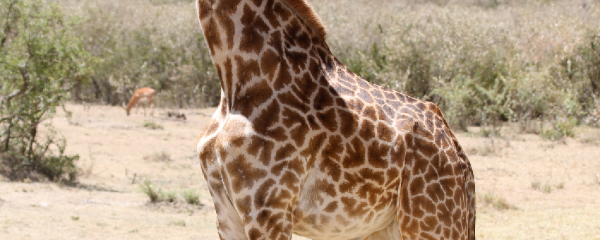 Une girafe dans la réserve nationale du Masai Mara. - Kiboko Tours and Travel.