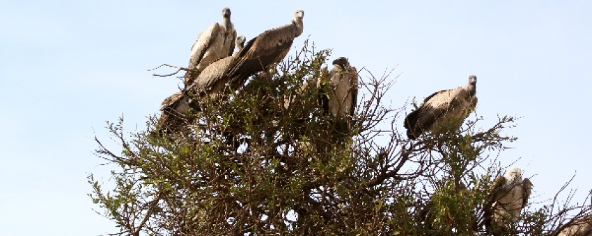 Vautours dans la réserve nationale du Masai Mara. - Kiboko Tours and Travel.