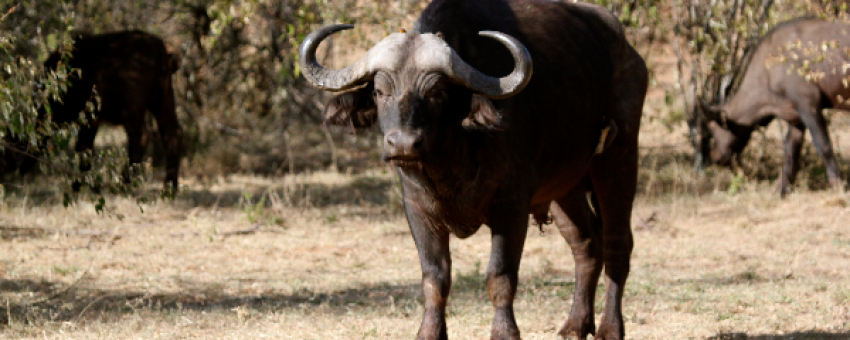 Buffles dans la réserve nationale du Masai Mara. - Kiboko Tours and Travel