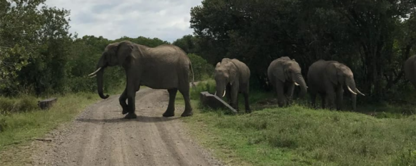 Éléphants dans la réserve nationale du Masai Mara. - Kiboko Tours and Travel