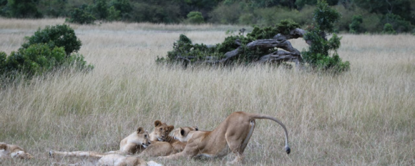 Lions dans la réserve nationale du Masai Mara. - Kiboko Tours and Travel