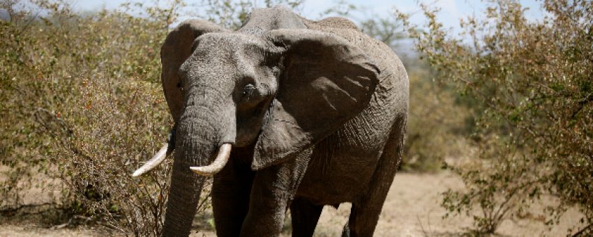 Éléphant dans la réserve nationale du Masai Mara. - Kiboko Tours and Travel.