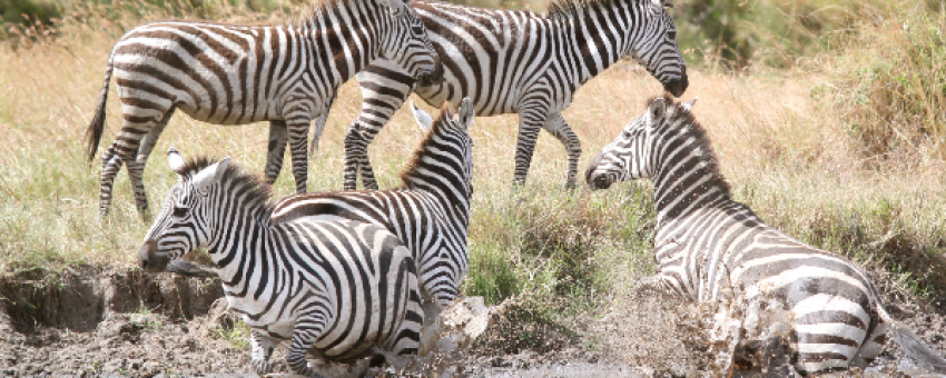 Zèbres dans la réserve nationale du Masai Mara. - Kiboko Tours and Travel