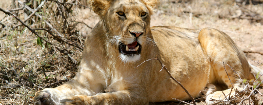 Lion dans le parc national d'Amboseli. - Kiboko Tours and Travel.