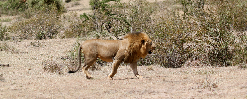 Le roi de la jungle dans la réserve nationale du Masai Mara. - Kiboko Tours and Travel