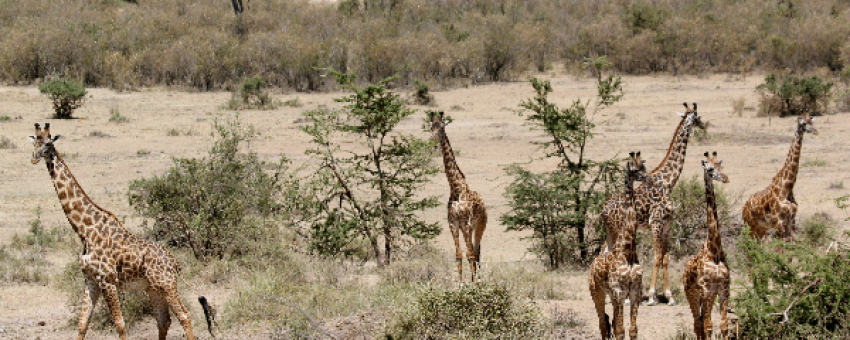 Zèbres dans la réserve nationale d'Amboseli. - Kiboko Tours and Travel