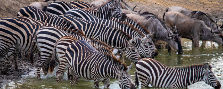8-Day Serengeti Migration Budget Camping Safari - Real Life Adventure Travel