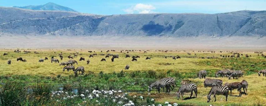 8-Day Serengeti Migration Budget Camping Safari - REAL LIFE ADVENTURE TRAVEL