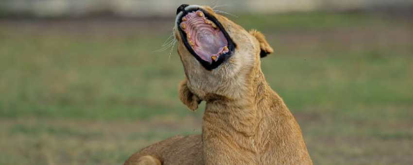 Lioness of Serengeti National Park - Felins De la Plaine Sans Fin