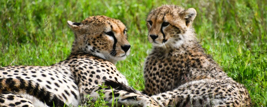 Serengeti National Park - Felins De la Plaine Sans Fin