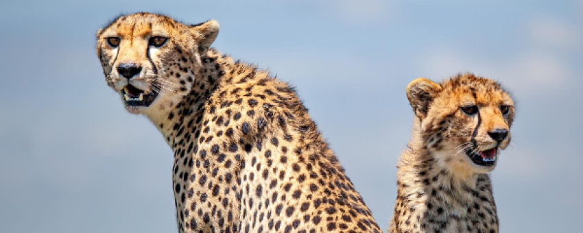 Cheetah - Felins