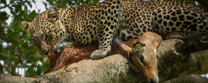 Leopard - Felins