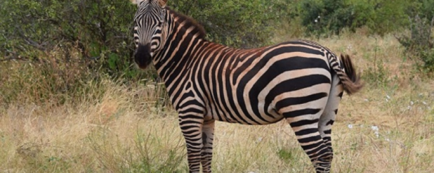 Zebra - Elky tours