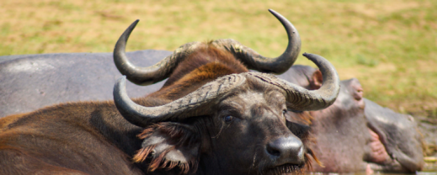 Buffalos - Own the picture