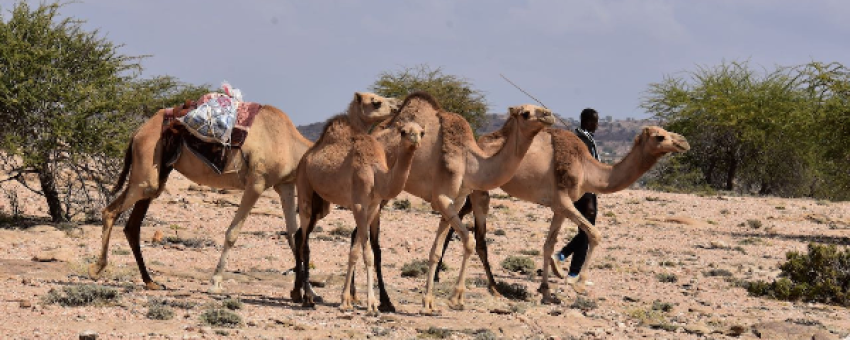 www.somalilandtravel.com - www.somalilandtravel.com