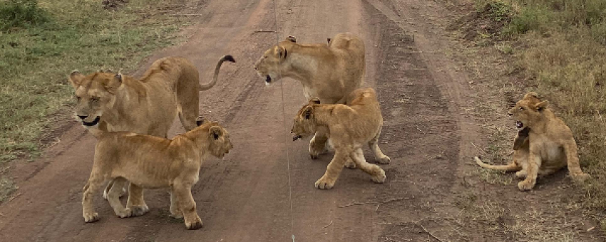 Lion Cubs - Shah Tours