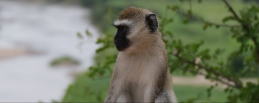 Vervet monkey - Shah Tours